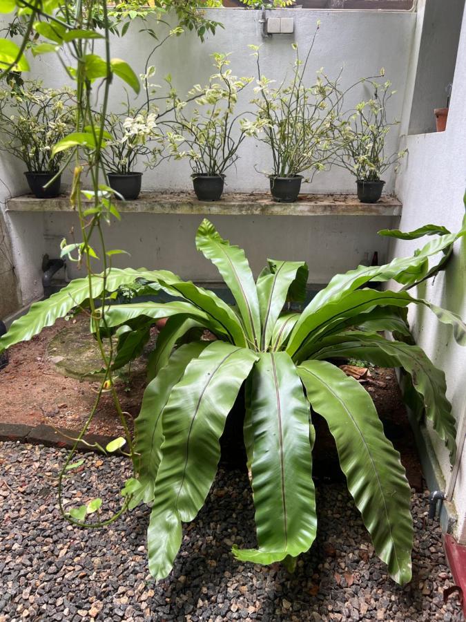 Jungle Villa 아항가마 외부 사진